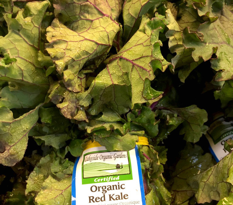 Kale – Red (or Purple) – fresh bunch