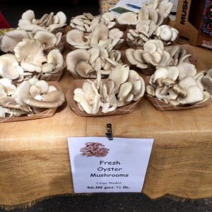 Mushrooms_Oyster_FM