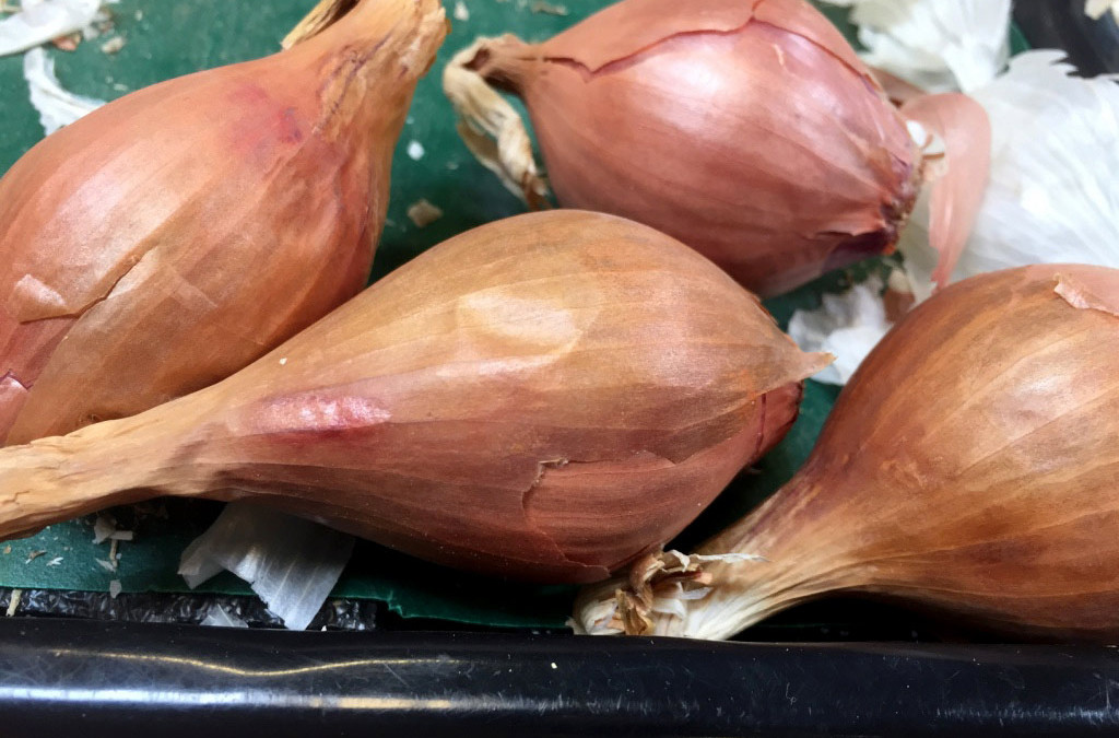 Shallots – fresh and dried