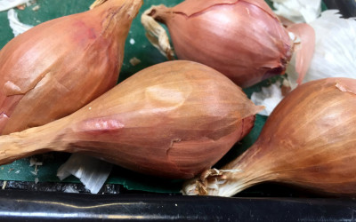 Shallots – fresh and dried